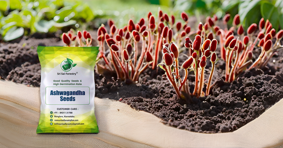 Ashwagandha Seeds – Grow Your Own Powerful Ayurvedic Herb at Home SRI SAI FORESTRY