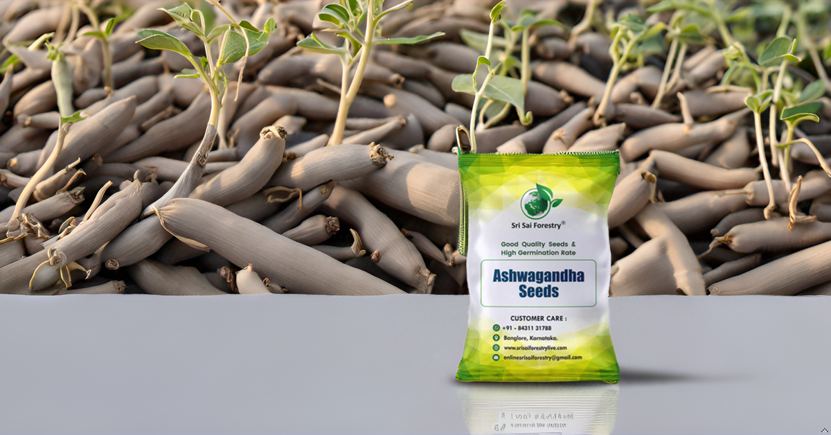 Ashwagandha Seeds – Grow Your Own Powerful Ayurvedic Herb at Home SRI SAI FORESTRY