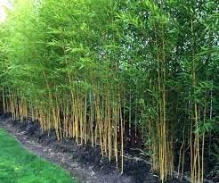 Bamboo Seeds Live Fencing for Home Garden | Ornamental Bamboo Seeds SRI SAI FORESTRY