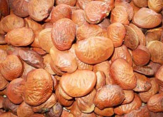 Pongamia Pinnata Tree Seeds, Kanuga Seeds, Honge, Pungai Tree Seeds for Planting SRI SAI FORESTRY