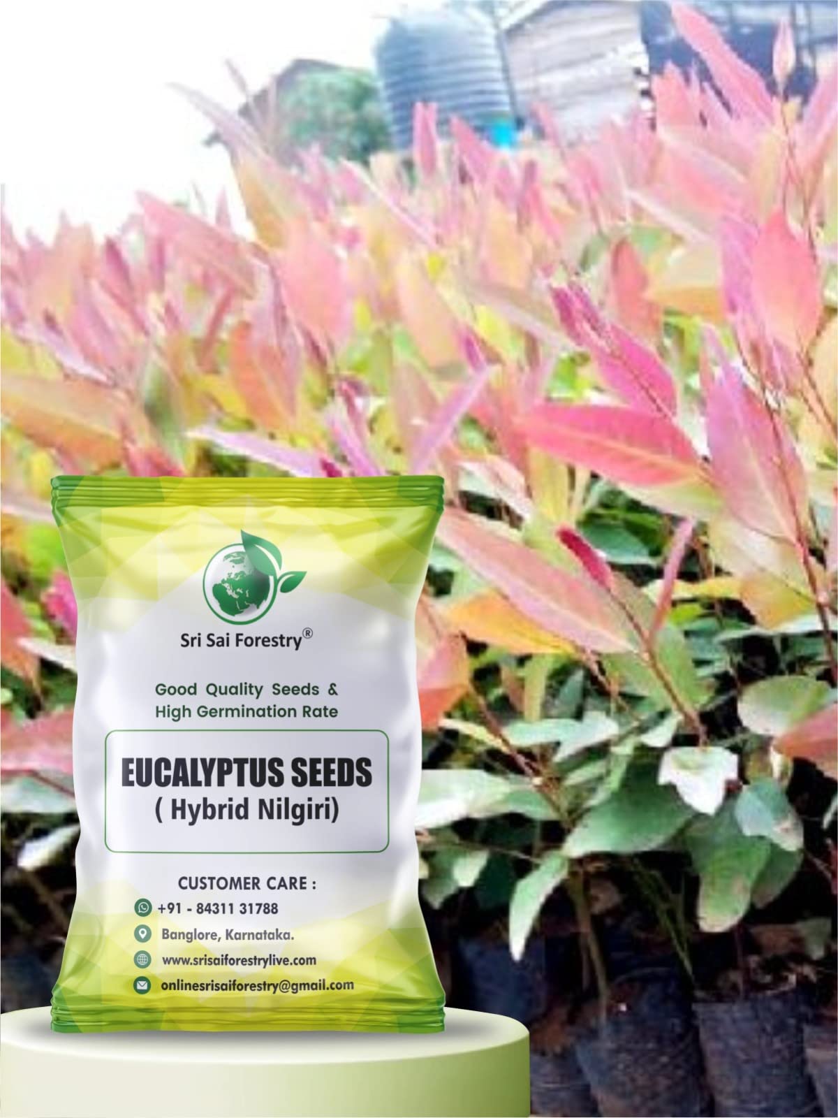 eucalyptus seeds for planting Eucalyptus Nilgiri Hybrid Tree Seeds for Planting – SRI SAI FORESTRY