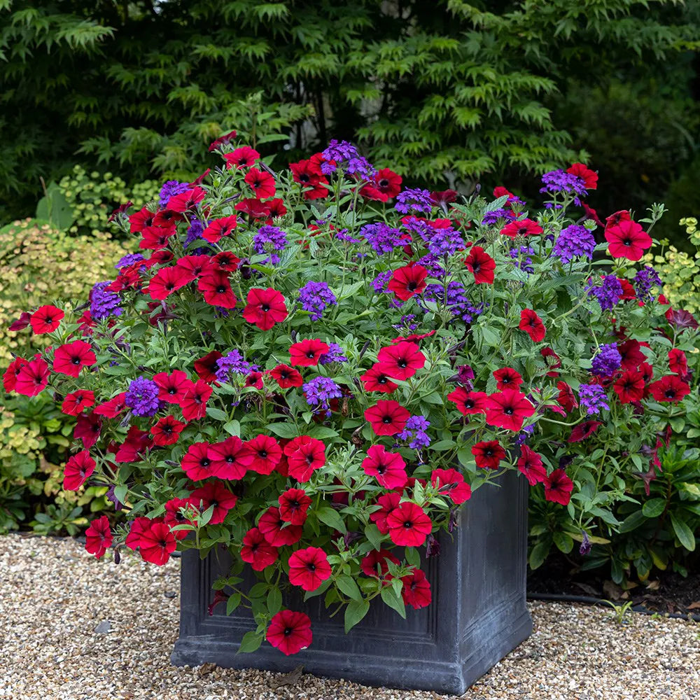 Verbena Flower Seeds – Mixed Color Ornamental Blooms for a Stunning Home Garden SRI SAI FORESTRY