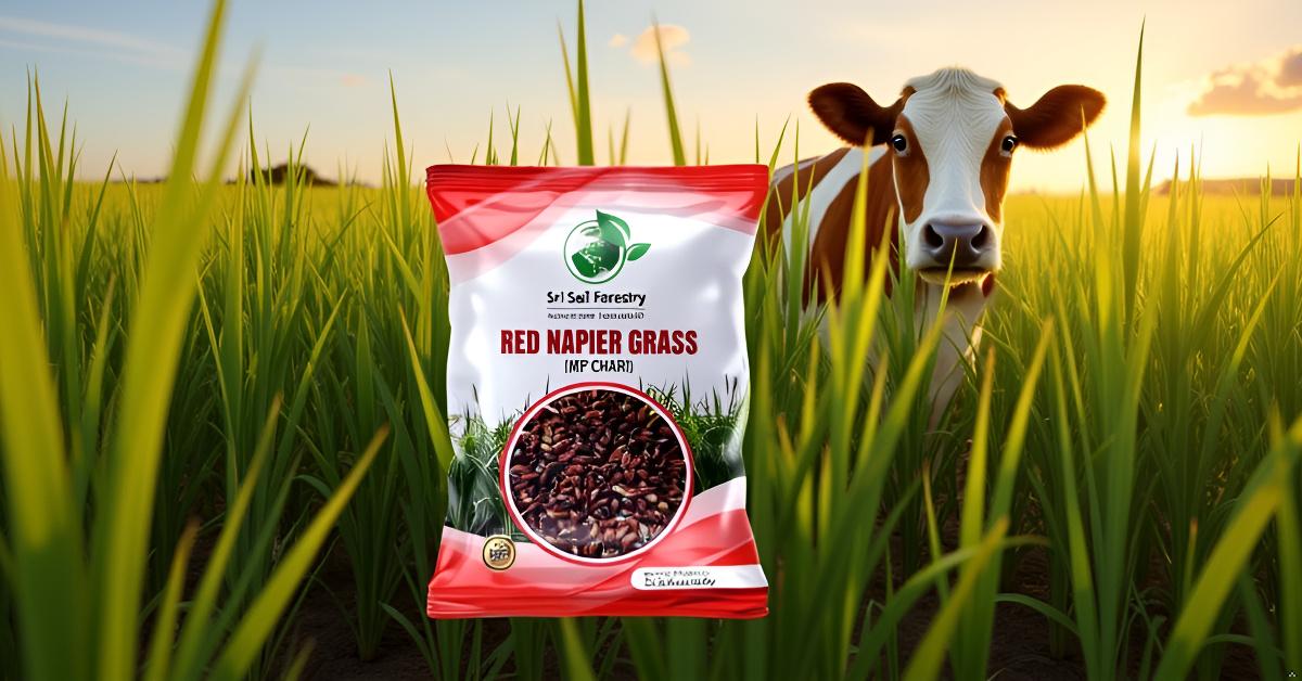 Red Napier Grass Seeds for Animal Fodder SRI SAI FORESTRY