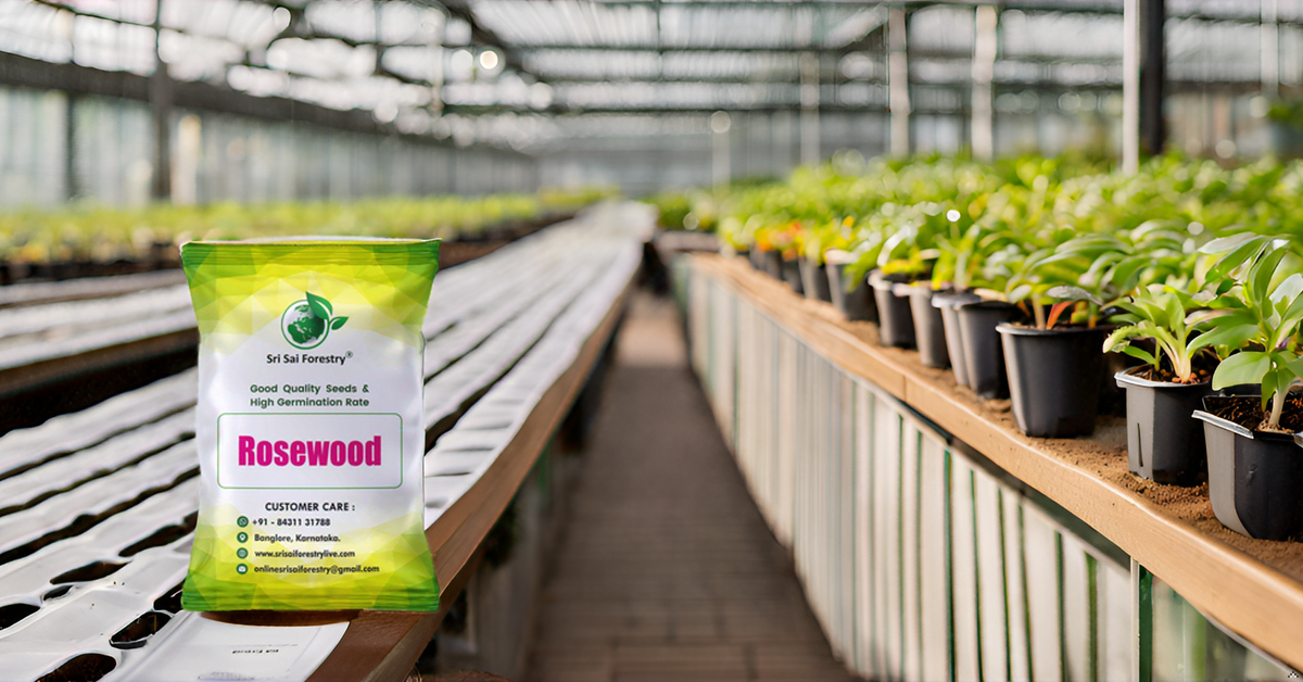 Rosewood Tree Seeds (Dalbergia, Sheesham) – Premium Quality for Agriculture and Plantation Farming SRI SAI FORESTRY