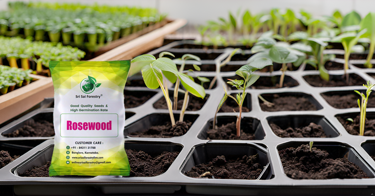 Rosewood Tree Seeds (Dalbergia, Sheesham) – Premium Quality for Agriculture and Plantation Farming SRI SAI FORESTRY