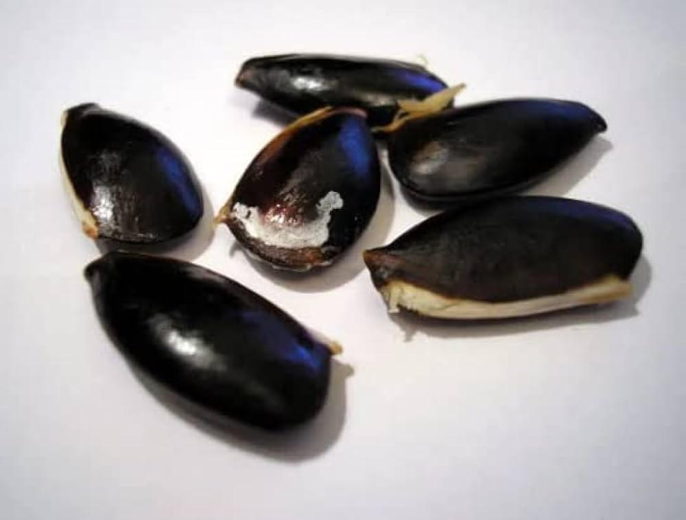 Sapota Seeds (Chikoo / Chiku / Manilkara zapota / Sapodilla) – Grow Your Own Sweet Tropical Delight! SRI SAI FORESTRY