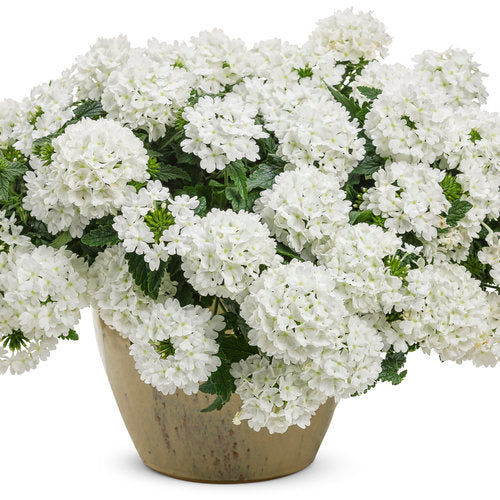 Verbena Flower Seeds – Mixed Color Ornamental Blooms for a Stunning Home Garden SRI SAI FORESTRY