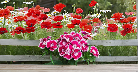 Sweet William Flower Seed Mix – Beautiful Colorful Blooms for Balcony, Terrace, & Garden SRI SAI FORESTRY