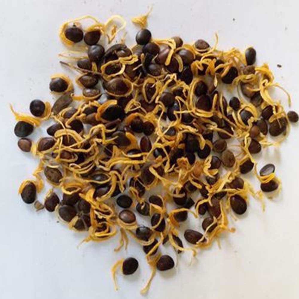 Australian Teak Tree Seeds (Acacia Mangium) – For Landscaping and Timber Growth SRI SAI FORESTRY