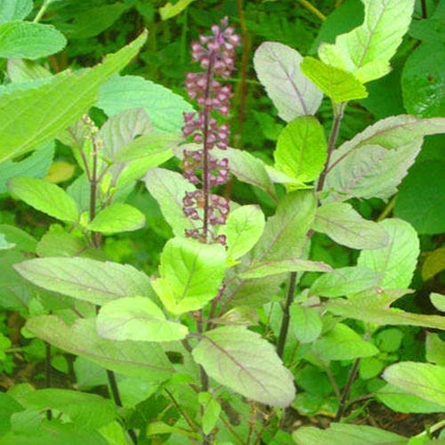 Natural  Krishna Holy Tulsi Seeds for Planting SRI SAI FORESTRY