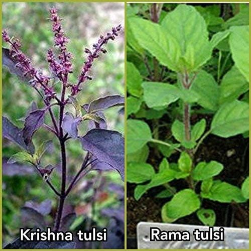 Natural  Krishna Holy Tulsi Seeds for Planting SRI SAI FORESTRY