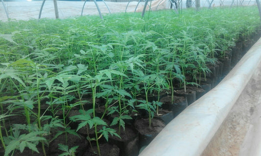 Fast Growing Melia Dubia (Malabar Neem) Tree Farming - Seed Germination and Planting
