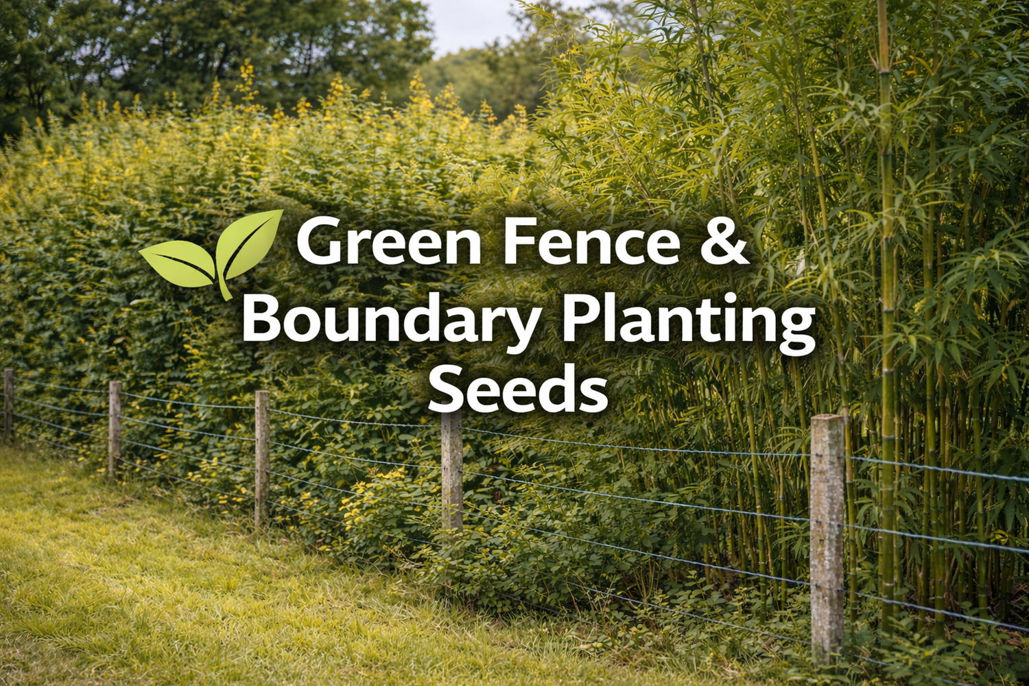 Live-Fencing-Seeds SRI SAI FORESTRY