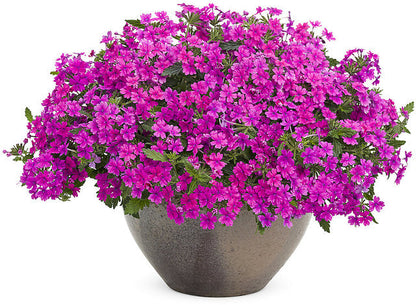 Verbena Flower Seeds – Mixed Color Ornamental Blooms for a Stunning Home Garden SRI SAI FORESTRY