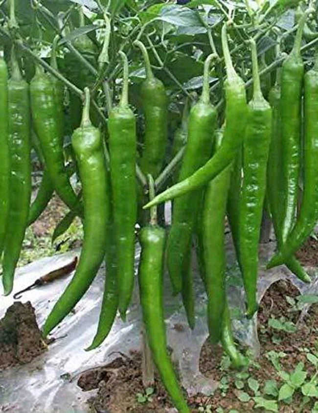 Chelli Merchii Green Chilli Seeds for Planting (Spicy mirchi sambar mirchi milagai mi ...