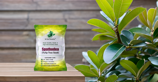 Sapota Seeds (Chikoo / Chiku / Manilkara zapota / Sapodilla) – Grow Your Own Sweet Tropical Delight! SRI SAI FORESTRY