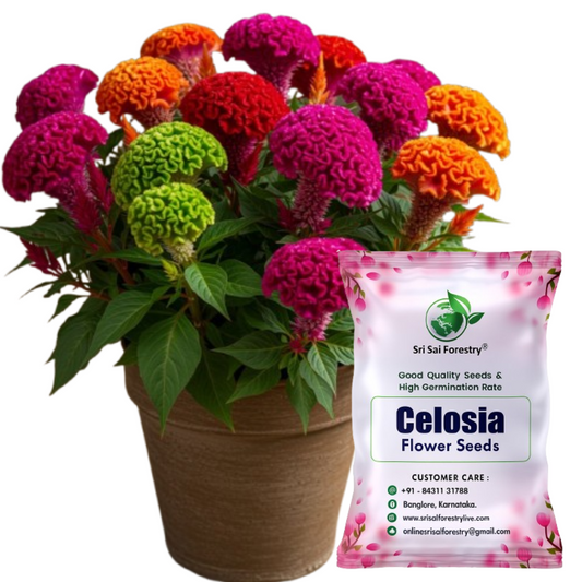 Celosia Flower Seeds – Mixed Color Ornamental Blooms for Your Home Garden SRI SAI FORESTRY