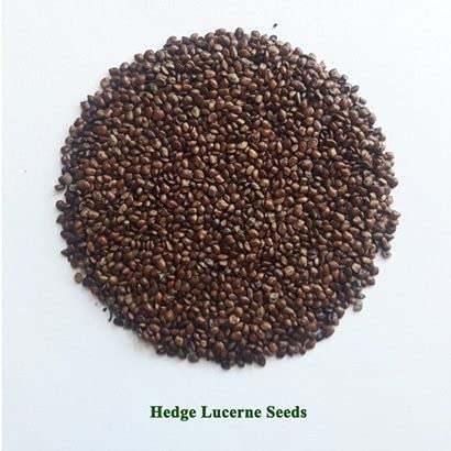 Hedge Lucerne Grass Seeds, Velimasal, Desmanthus, Dasrath Grass Seed, Animal Fodder Seeds