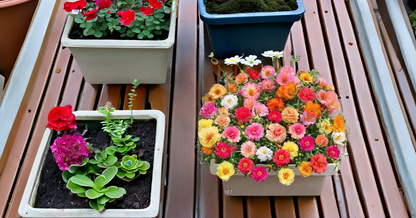 Moss Rose (Portulaca) Mix Color Flower Seeds – Drought-Tolerant Blooms for Sunny Spaces SRI SAI FORESTRY