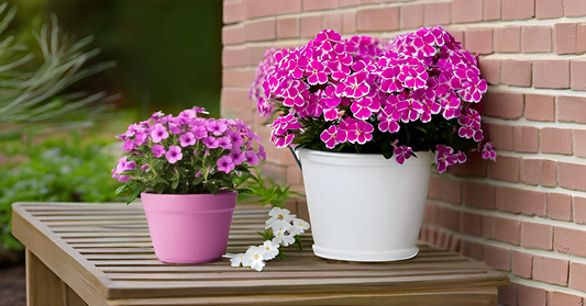 Phlox Flower Seeds (100 Seeds, Mixed Colors) – Brighten Up Your Home Garden & Balcony SRI SAI FORESTRY