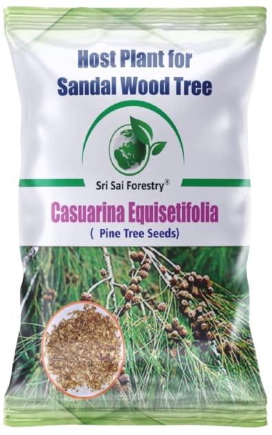 Casuarina Equisetifolia (Pine seeds) Tree Seeds