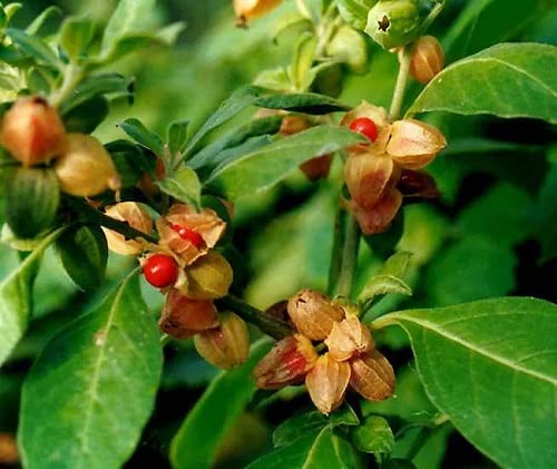 Ashwagandha Seeds – Grow Your Own Powerful Ayurvedic Herb at Home SRI SAI FORESTRY