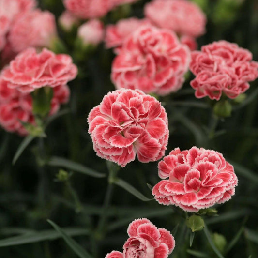 Dianthus 'Merry-Go-Round' – Indian Pink Garden Flower Seeds for a Colorful Balcony, Terrace & Garden SRI SAI FORESTRY