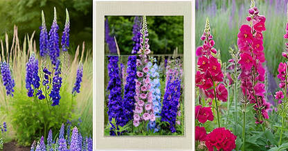 Larkspur (Delphinium) Annual Flower Seeds – Elegant Spikes of Color for Your Garden & Balcony SRI SAI FORESTRY