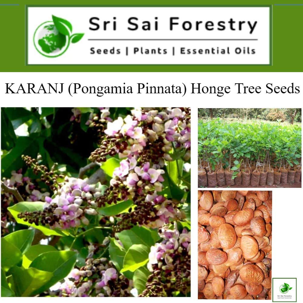 ponnaganti plant seeds Pongamia Pinnata Tree Seeds, Kanuga Seeds, Honge, Pungai Tree Seeds fo – SRI SAI FORESTRY