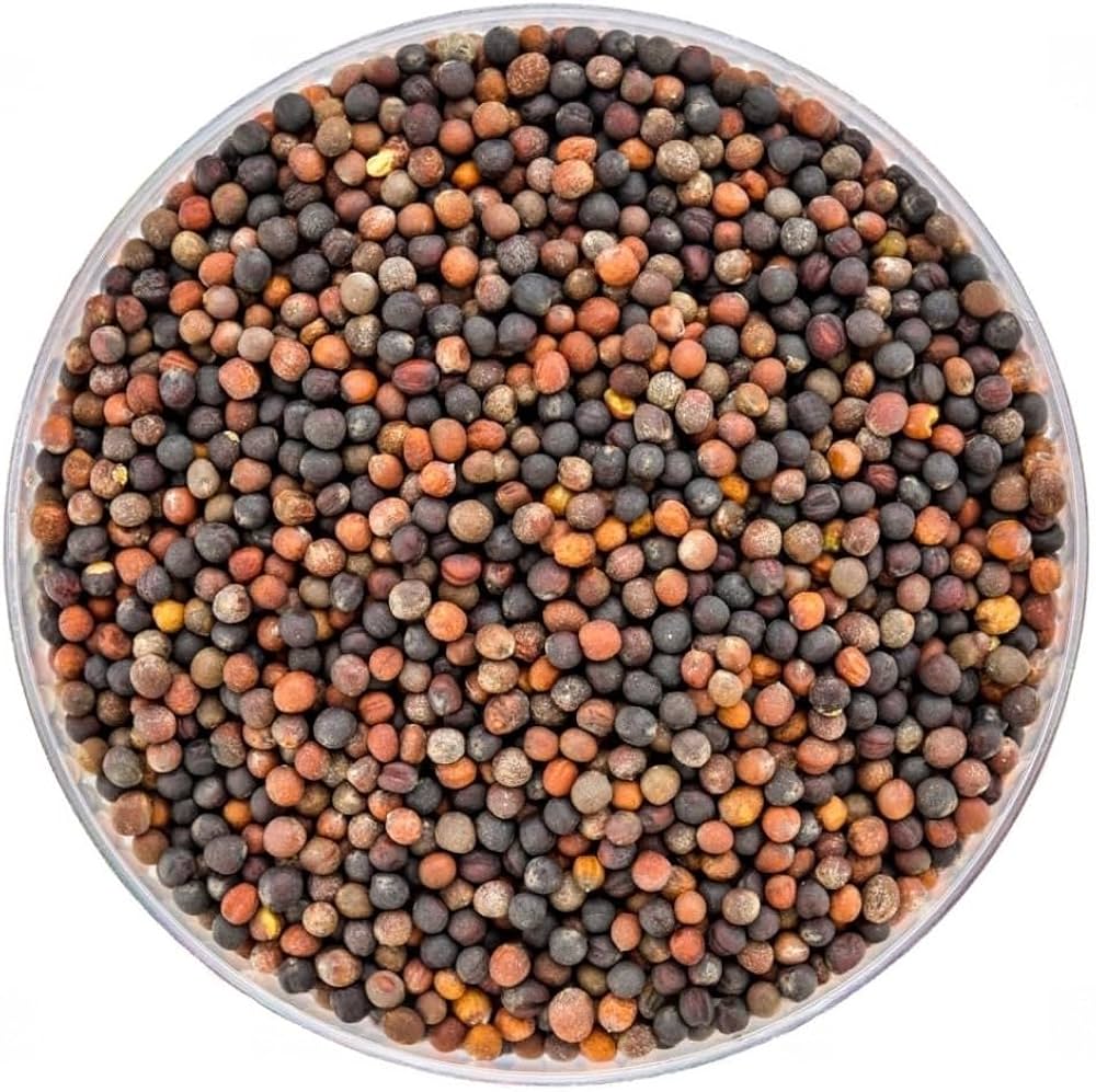 Cabbage Seeds for Planting (Patta Gobi, Kobi, Muttaikos) Vegetable Seed for Balcony, Terrace &amp; Home Kitchen Garde SRI SAI FORESTRY