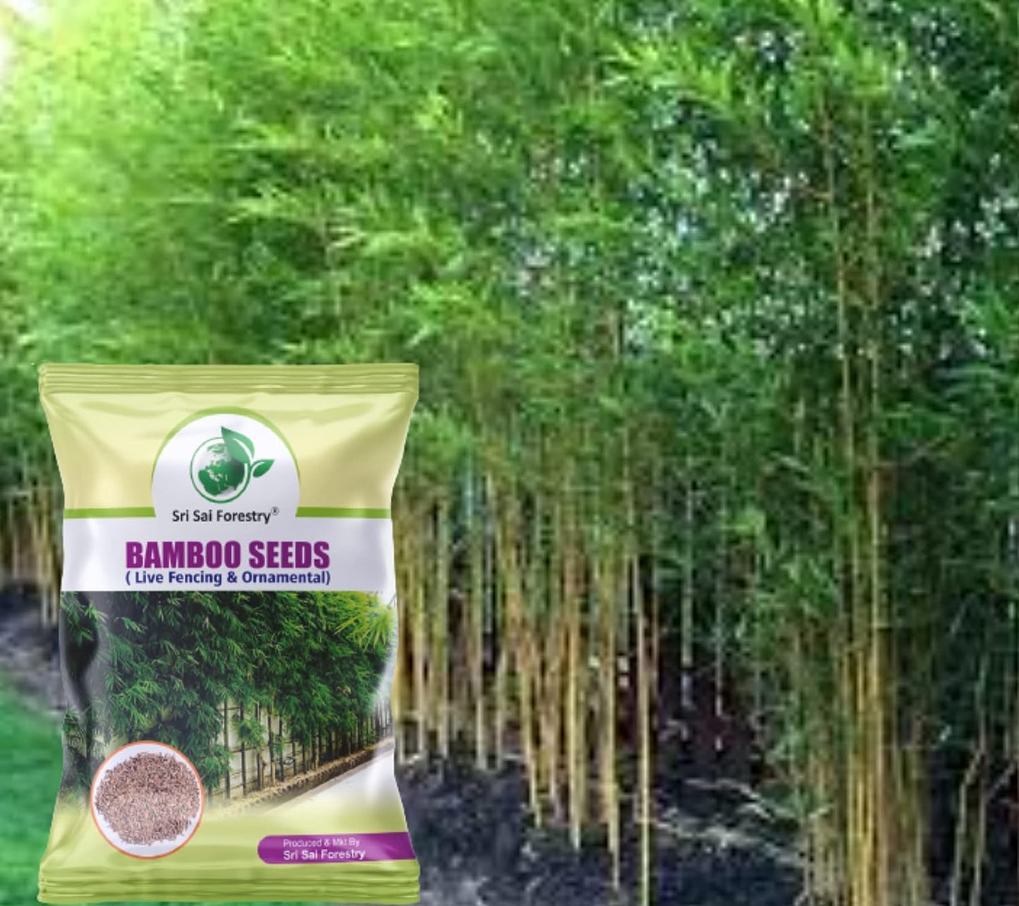 Bamboo Seeds Live Fencing for Home Garden | Ornamental  Bamboo Seeds