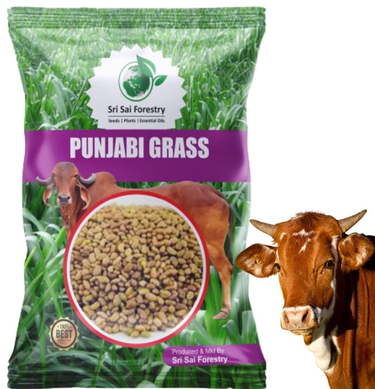 Punjabi Grass Seeds for Goat Multi Cut Grass