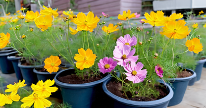 Cosmos Flower Seeds – Multi-Color Ornamental Mix for Apartments & Gardens SRI SAI FORESTRY