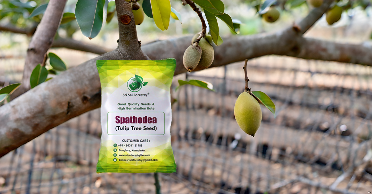 Sapota Seeds (Chikoo / Chiku / Manilkara zapota / Sapodilla) – Grow Your Own Sweet Tropical Delight!