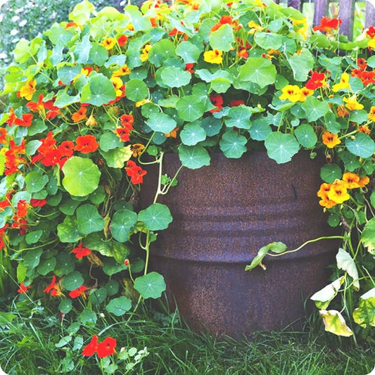 Nasturtium Mixed Color Climbing Flower Seeds, Jewel of Africa SRI SAI FORESTRY