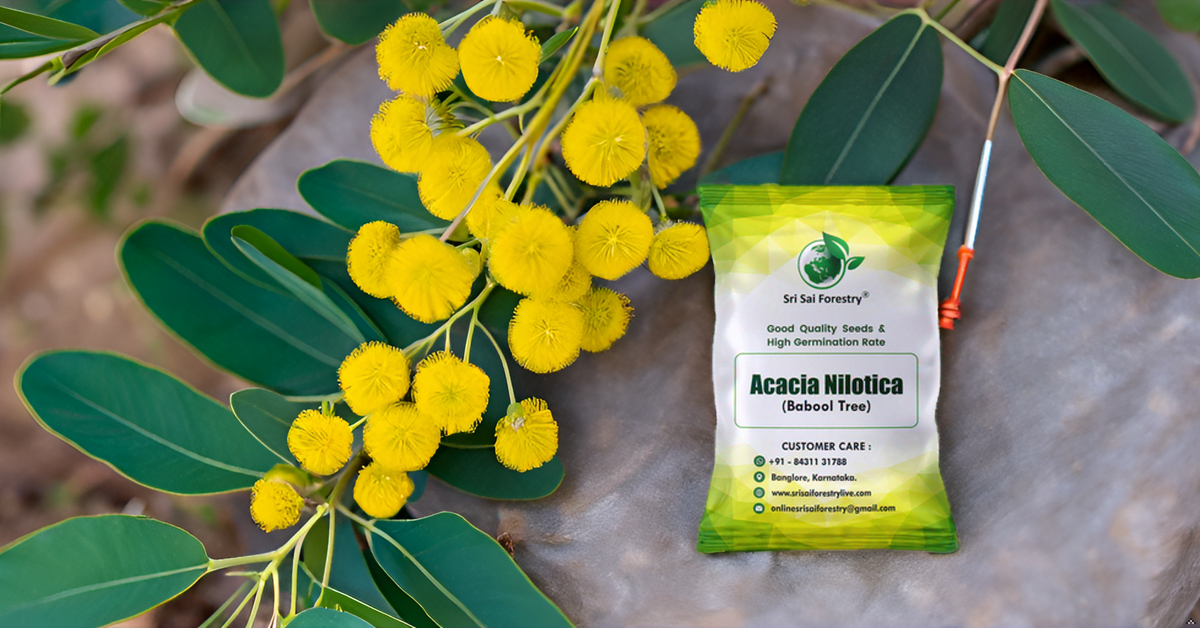 Babul (Acacia Nilotica) Tree Seeds – Fast-Growing, Multi-Purpose Tree for Firewood & Live Fencing SRI SAI FORESTRY