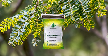 Babul (Acacia Nilotica) Tree Seeds – Fast-Growing, Multi-Purpose Tree for Firewood & Live Fencing SRI SAI FORESTRY