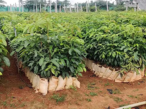 African Mahogany Live Plant 1 ( Big Leaf Mahogany, Swetania Mahogany) for Planting SRI SAI FORESTRY