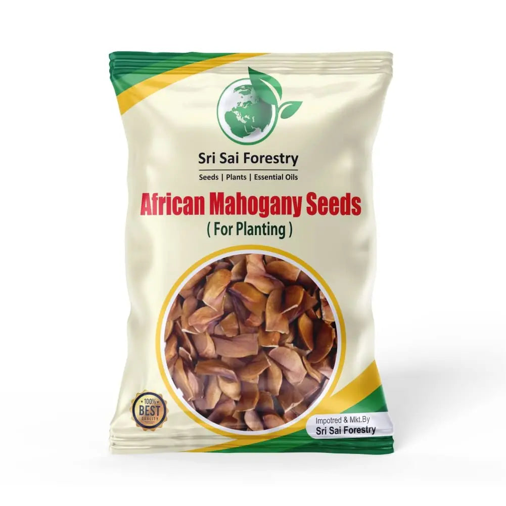 African Mahogany Tree Seeds For Planting SRI SAI FORESTRY