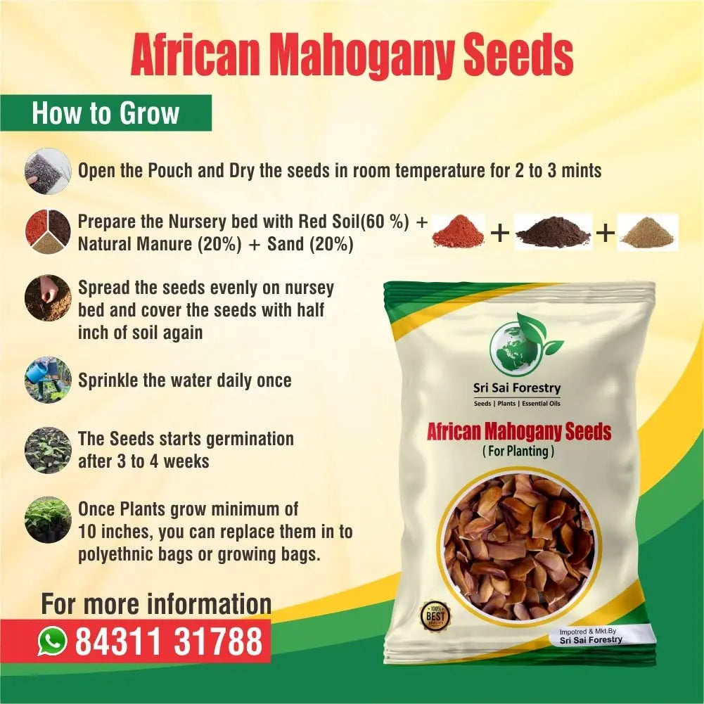 African Mahogany Tree Seeds For Planting SRI SAI FORESTRY