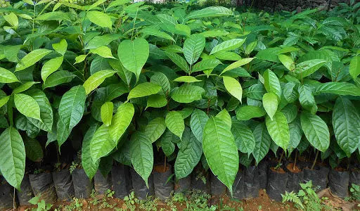 African Mahogany Tree Seeds For Planting SRI SAI FORESTRY