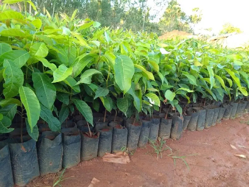 planting mahogany seeds African Mahogany Tree Seeds For Planting (Swetania Mahogany, Big Leaf Mahogany) – SRI SAI FORESTRY