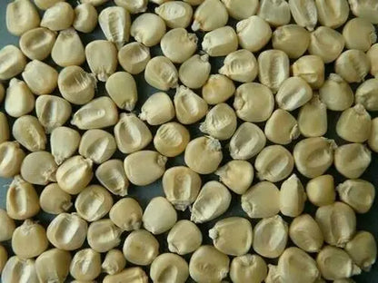 African Tall Maize Fodder Seeds | Growth 7 to 10 Feet | For Cattle SRI SAI FORESTRY