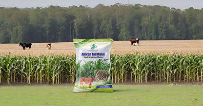 African Tall Maize Fodder Seeds | Growth 7 to 10 Feet | For Cattle SRI SAI FORESTRY