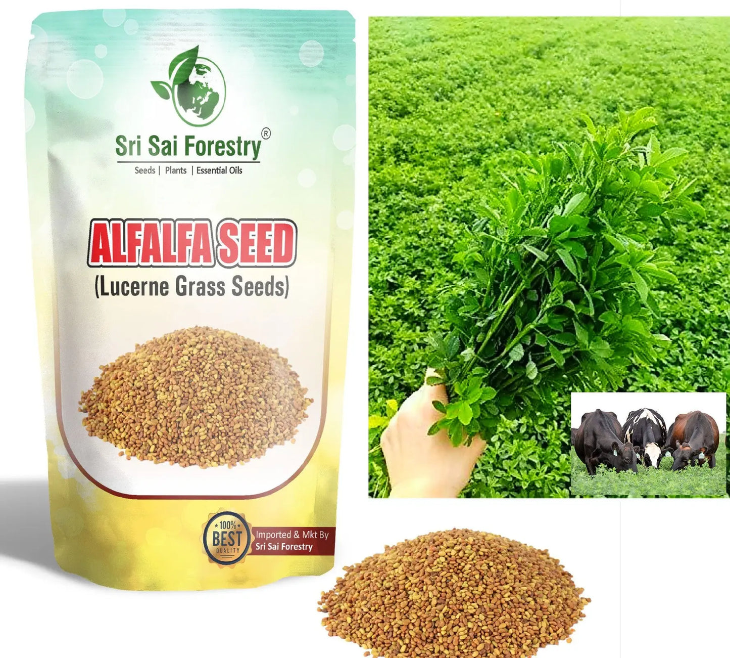 Alfa Alfa Grass Seeds for Cow, Goat Grass Seeds | Alfalfa Grass Seeds SRI SAI FORESTRY