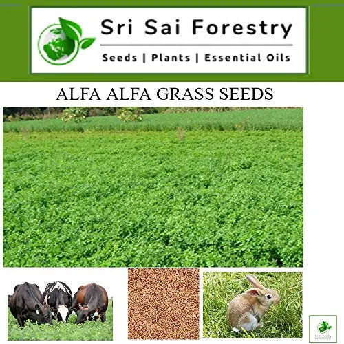 Alfa Alfa Grass Seeds for Cow, Goat Grass Seeds | Alfalfa Grass Seeds SRI SAI FORESTRY