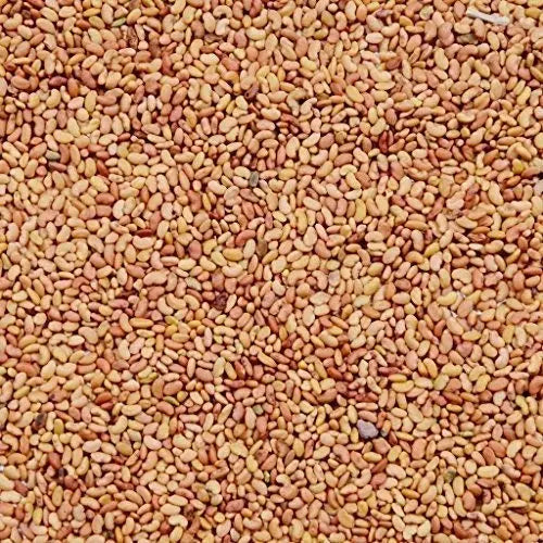 Alfa Alfa Grass Seeds for Cow, Goat Grass Seeds | Alfalfa Grass Seeds SRI SAI FORESTRY