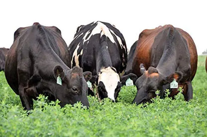 Alfa Alfa Grass Seeds for Cow, Goat Grass Seeds | Alfalfa Grass Seeds SRI SAI FORESTRY