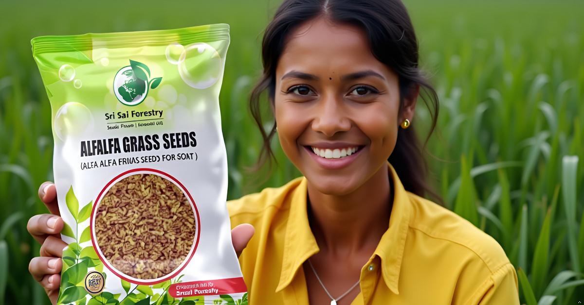 Alfalfa Seeds | Alfa Alfa Grass Seeds for Cow, Goat Grass Seeds SRI SAI FORESTRY