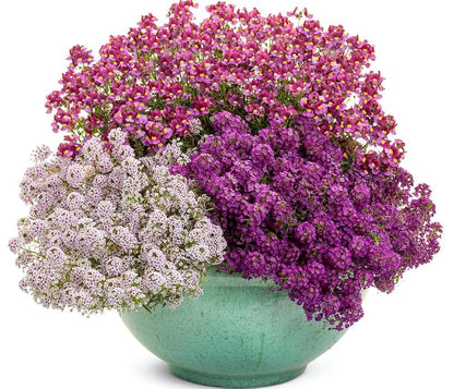 Alyssum Carpet of Snow Flower Seeds – Pure White Blooms for Your Garden, Balcony & Terrace SRI SAI FORESTRY